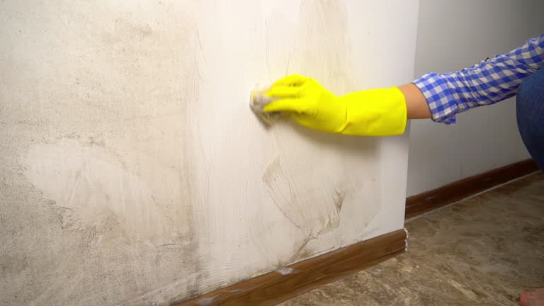 Best Basement Mold Removal  in Bear Creek, AK